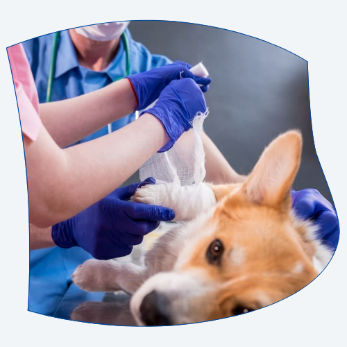 Veterinario vendando pata a perro tras operación